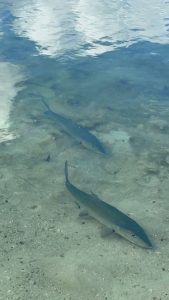 Two bonefish cruising over a sandy flat in clear shallow water in Grand Cayman, Cayman Islands