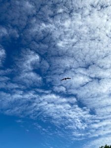 Frigatebird hovering above a bait ball in Grand Cayman, Cayman Islands